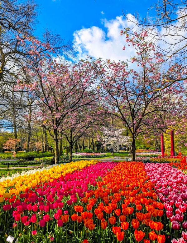 avatar hoa tulip 35