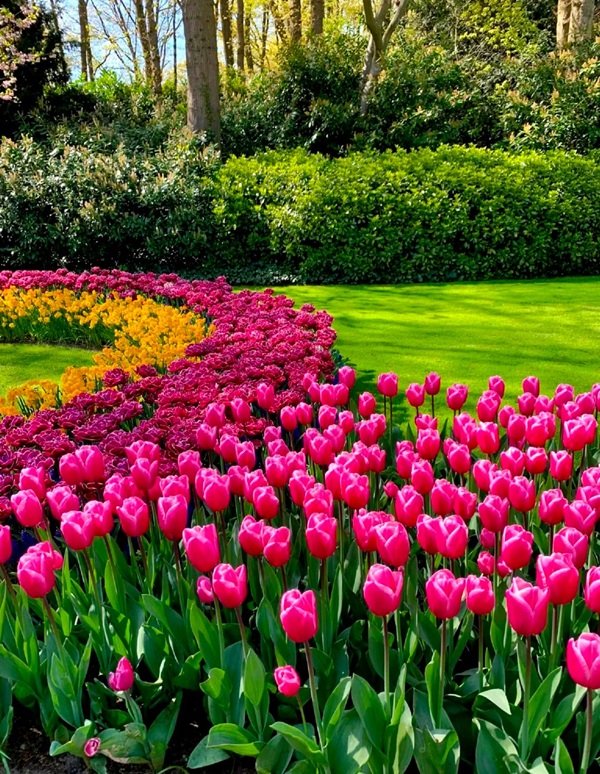 avatar hoa tulip 36