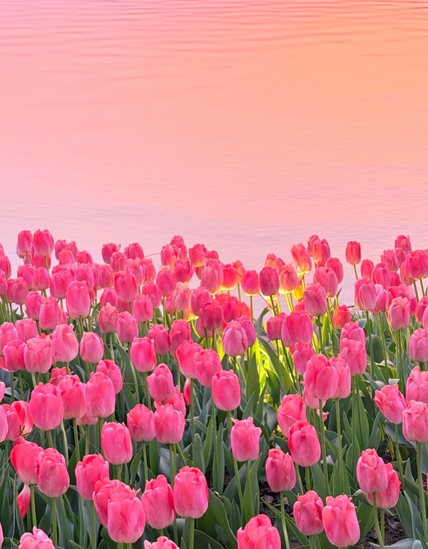 avatar hoa tulip 37