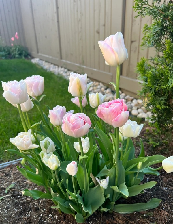 avatar hoa tulip 39