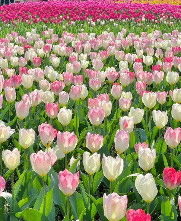 avatar hoa tulip 4