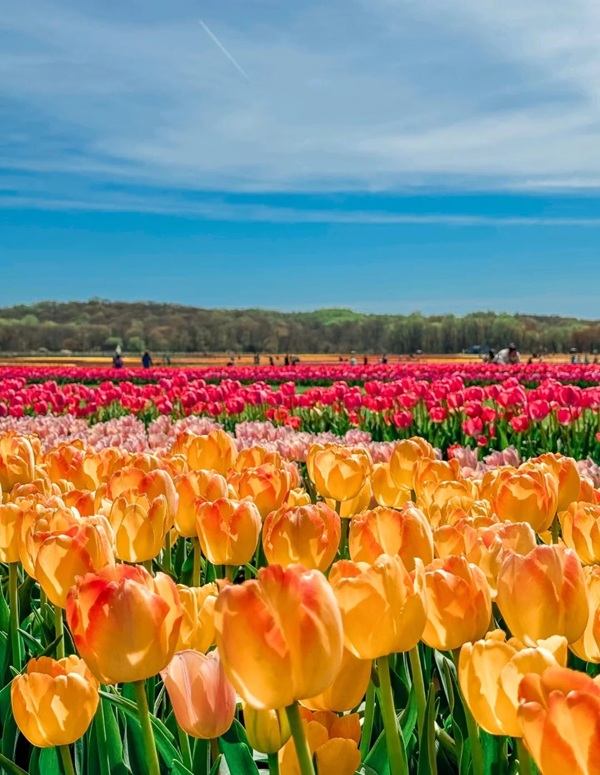 avatar hoa tulip 5