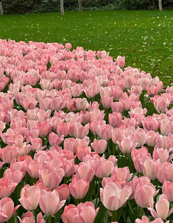 avatar hoa tulip 6