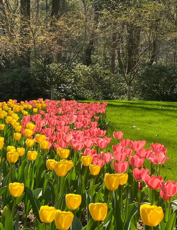 avatar hoa tulip 7