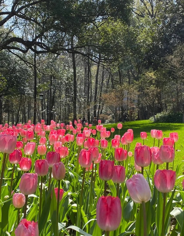 avatar hoa tulip 8