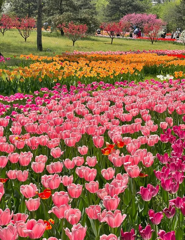 avatar hoa tulip 9