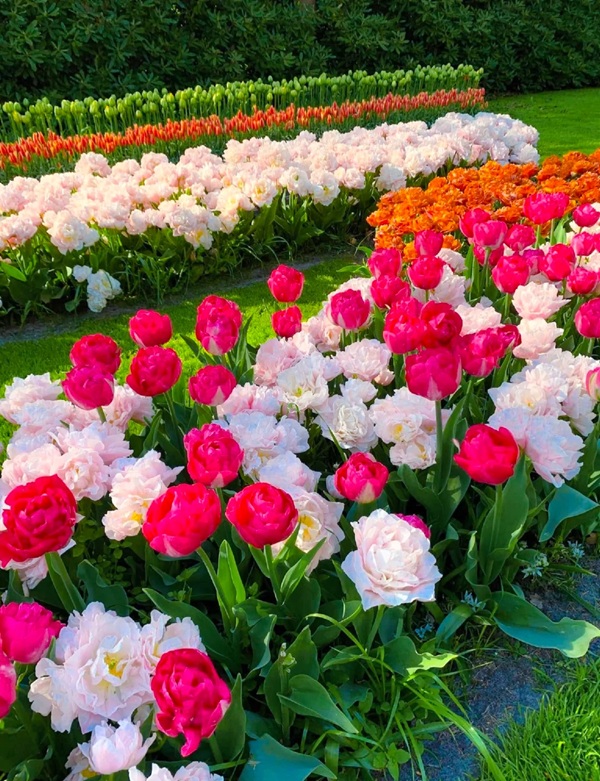 avatar hoa tulip 