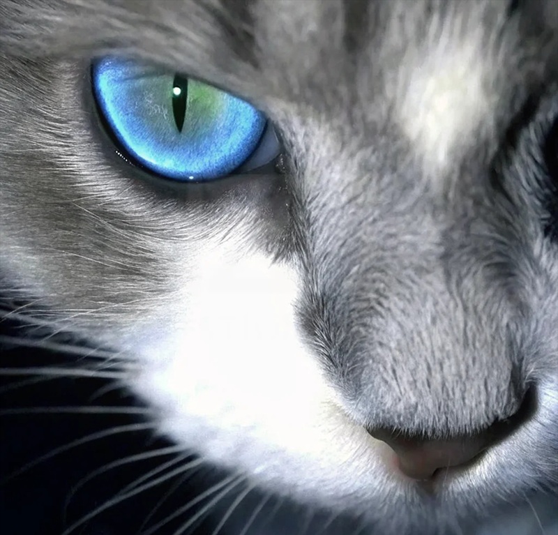 avatar mèo ngầu​ 1
