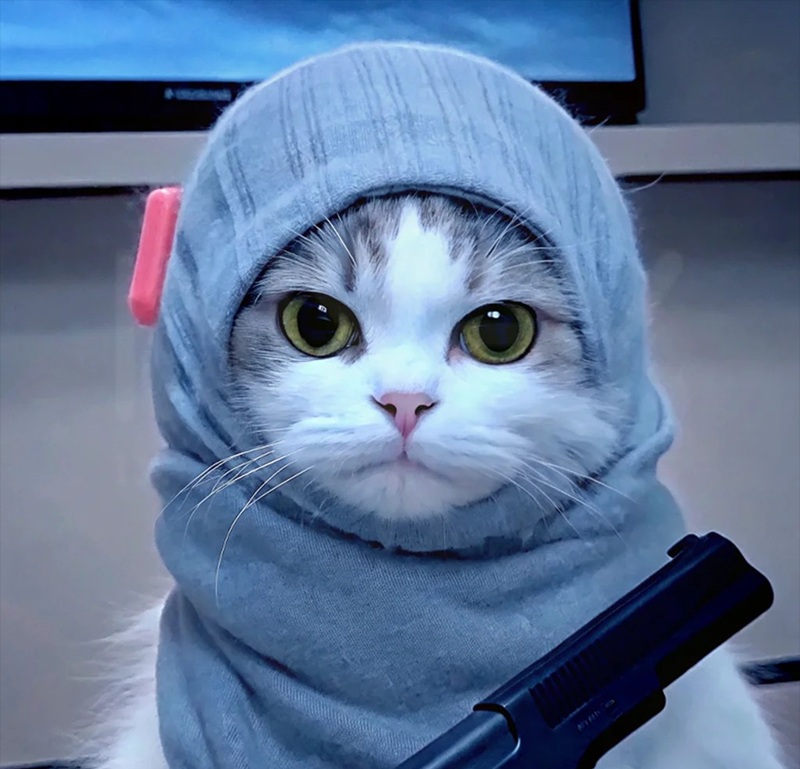 avatar mèo ngầu​ 2