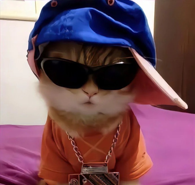 avatar mèo ngầu​ 35
