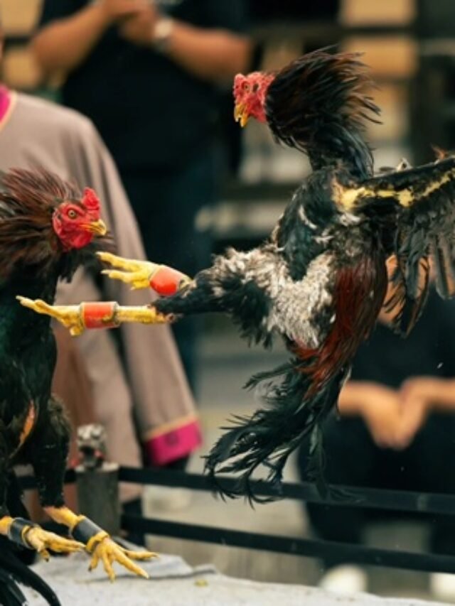 hình ảnh gà chọi đẹp