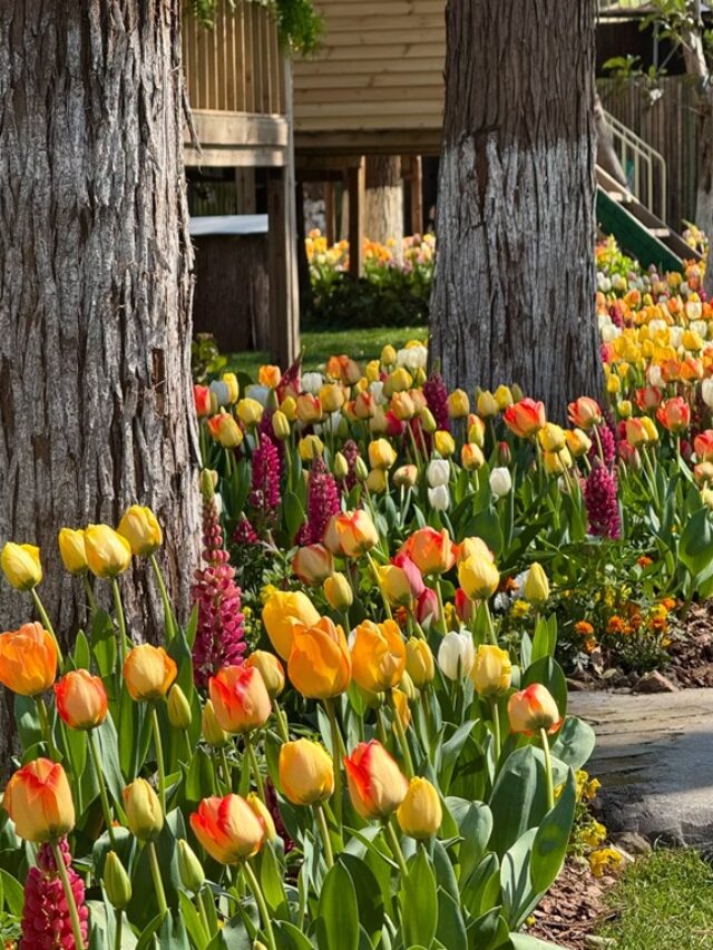Bộ ảnh vườn tulip “thơm lừng visual”, nhìn là muốn đi liền
