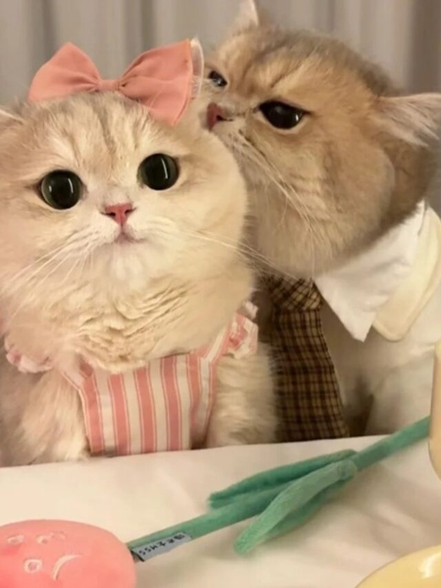 ảnh avatar đôi mèo cute