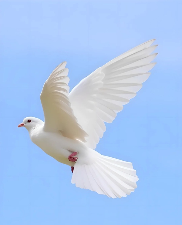 hình ảnh chim bồ câu 1