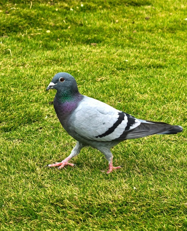 hình ảnh chim bồ câu 2
