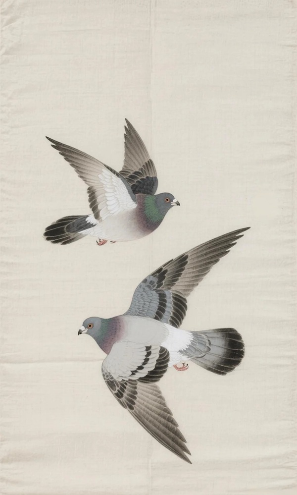hình ảnh chim bồ câu 22