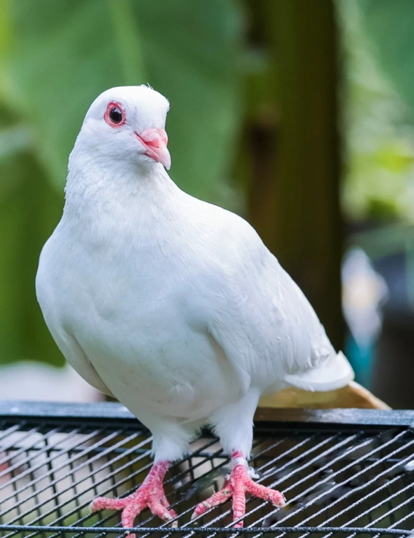 hình ảnh chim bồ câu 24