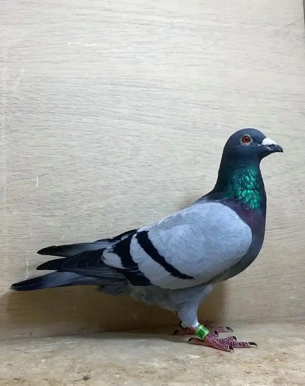 hình ảnh chim bồ câu 26