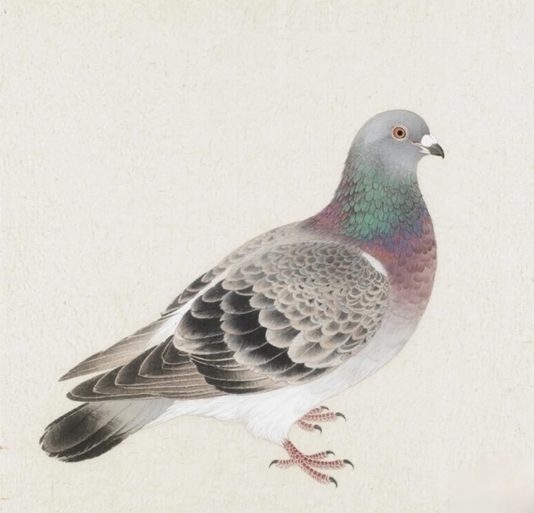 hình ảnh chim bồ câu 35