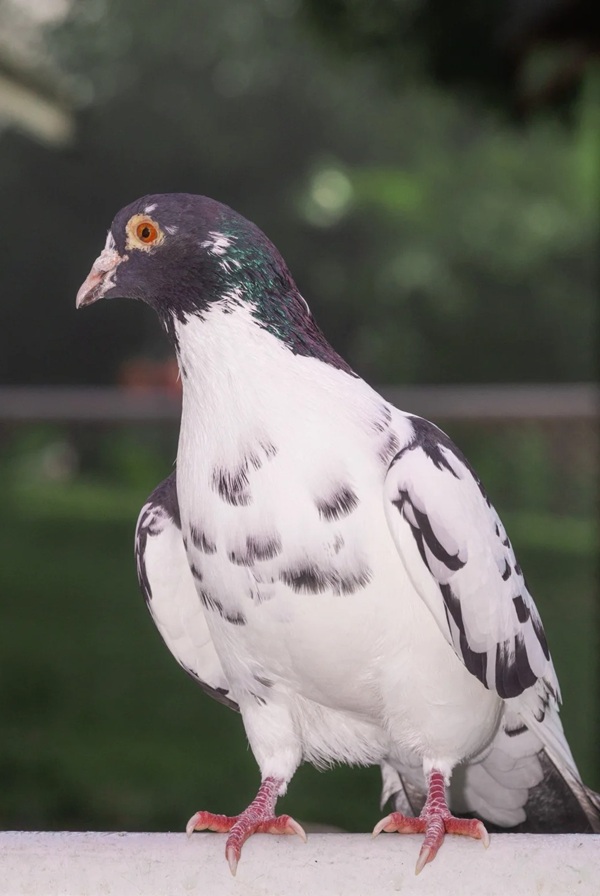 hình ảnh chim bồ câu 9