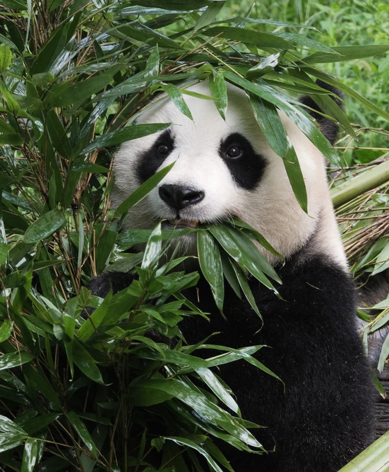 hình avatar gấu trúc